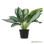 Aglaonema Diamond Bay
