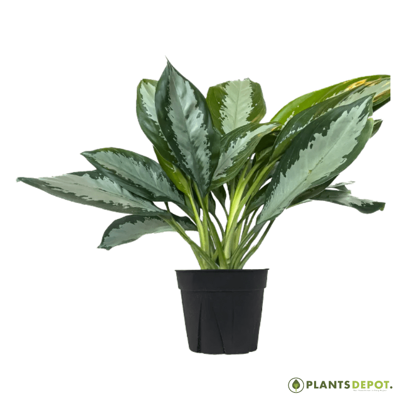 Aglaonema Diamond Bay Aglaonema Diamond Bay - Image 1