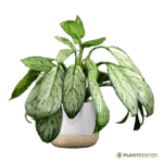 Aglaonema Jubilee Petite