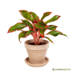 Aglaonema Tiara, Aglaonema Pink Panther