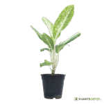 Aglaonema White Lightning