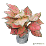 Aglaonema dud anyamanee, Aglaonema anyamanee (Green, Pink)