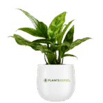 Aglaonema green compact, Aglaonema compact maria