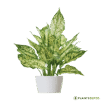 Aglaonema snow white, Aglaonema snowflake