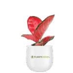 Aglaonema widuri, Aglaonema Red Peacock