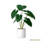 Alocasia, Elephant Ear (Green)