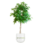 Braded Ficus / Schefflera Tree