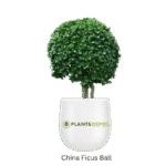 China Ficus Ball