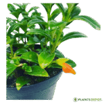 Goldfish Plant, Hypocyrta glabra