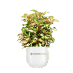 Graptophyllum Pictum