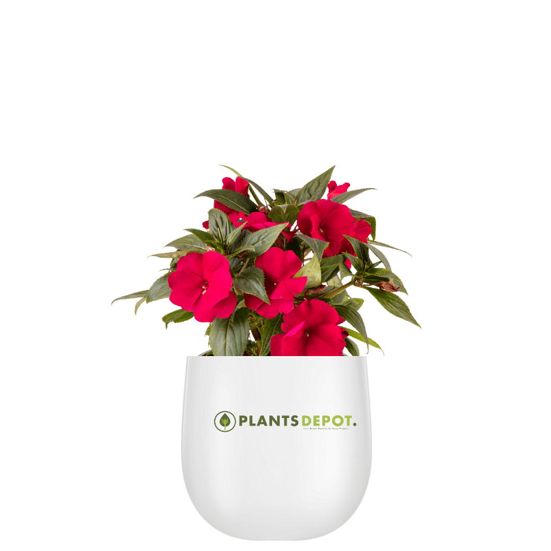 Impatiens Plant Impatiens Plant - Image 1