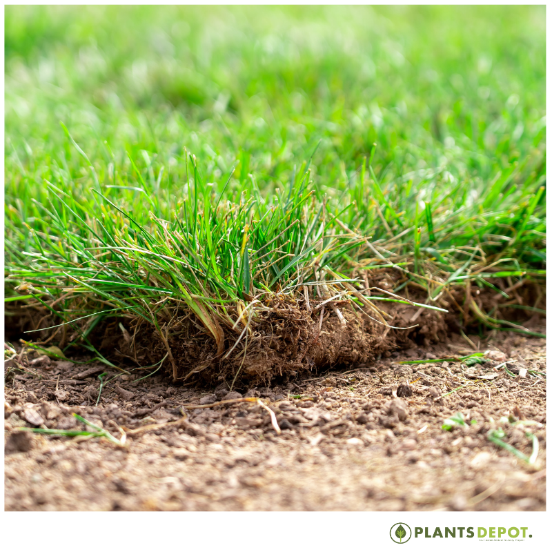 Korean carpet grass Korean carpet grass - Image 1