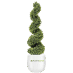 Malpighia Spiral Plant