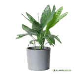 Miniature Fishtail Palm, Chamaedorea Metallica Palm