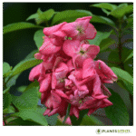 Mussaenda Plant (Red)