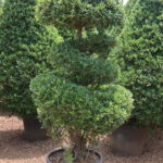 Ficus Three Steps