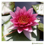 Water Lily, REd