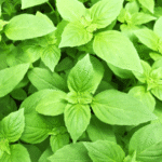 Lemon Basil - Medicinal Plant