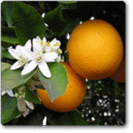 Indian Sweet Lime- Mausammi - Medicinal Plant