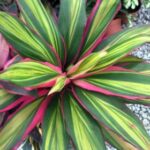 Cordelini Kiwi- Dracaena Kiwi -�