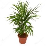 Areca Palm - Plant