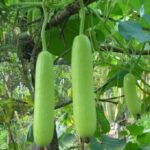 Bottle gourd summer special