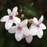 Pseudoeranthemum Artopurpureum varie