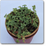 Pilea Glauca- Pilea Blue - Ground Cover