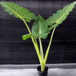 Alocasia macrorrhiza var lutea -