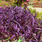 Tradescantia Pallida- Purple Queen- Purple - Ground Cover