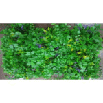 Ball Leaves Creeper Tiles for Vertical Garden - Artificial Garden