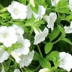Petunia (White) - Ground Cover