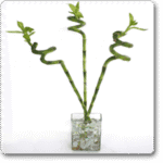 Spiral Sticks (3 sticks)