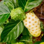 Cheese Fruit- Noni