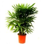 Raphis Palm, Lady Palm�