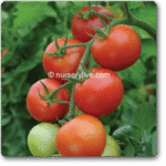 Tomato Imp Moneymaker -Indian Vegitables