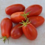Tomato pusa ruby