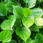 Piper Betel- Maghai Paan