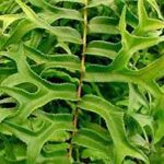 Fish Tail Fern - Ground Cover