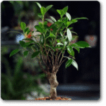 Ficus I Shape - Plant