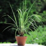 Lemon Grass - Medicinal Plant