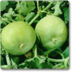 Tinda Orchad Green Sel. HY 114�