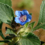 Hemigraphis Latebrosa- Ruellia Labetrosa