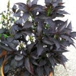 Eranthemum Nigrum- Black Kodia