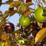 Chrysophyllum cainito