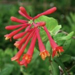 Honeysuckle- Lonicera sempervirens