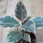 Ficus Elastica Tricolour- Tineke Rubber Pla