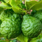 Idlimbu- Sour orange- Citrus aurantium - Medicinal Plant