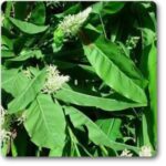 Greater Galangal- Blue Ginger- Thai Ginger - Medicinal Plant