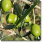 Olive- Jaitun�